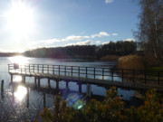 Schilf vom letzten Jahr: Am Klpinsee auf Usedom.