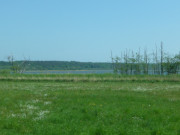 Verwstete Uferbume: Kormorane am Schmollensee.