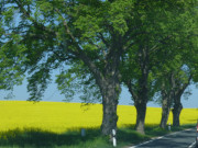 "Energiefrchte": Rapsfelder am Schmollensee.