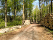 Holzeinschlag bei Klpinsee: Kstenradweg der Insel Usedom.