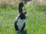 Gemessener Schritt: Kater Igor ist schon etwas lter.