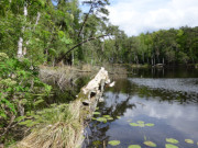 Einsamer Waldsee auf Usedom: Das "Schwarze Herz".