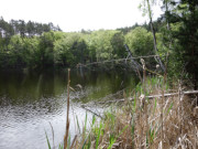 Intakte Natur auf Usedom: Waldsee "Schwarzes Herz".