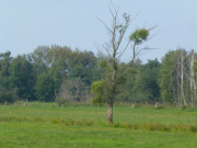 Nahe am Kachliner See: Das Thurburch im Usedomer Hinterland.