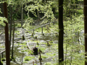 Reichhaltiges Biotop: Zerninmoor auf Usedom.