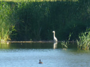 Naturpark Insel Usedom: Reiher im Schilf der Rieck.