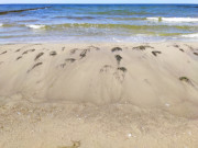 Mit Strandsand bedeckt: Angeschwemmter Tang.