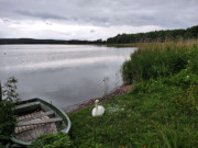 Schwan am Klpinsee: In der Inselmitte Usedoms.