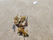 Blasentang am Strand von Bansin: Am Splsaum der Ostsee.