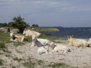 Nordspitze der Insel Usedom: Halbinsel Peenemnder Haken.