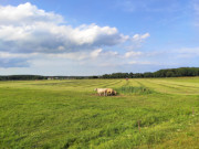 Mahd: Wiesenflchen werden fr das Winterfutter abgemht.