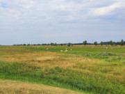 Heuernte: Wiesenland am Peenestrom bei Karlshagen.