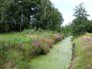 Reiche Biotope: Meliorationsgrben im Zerninmoor.