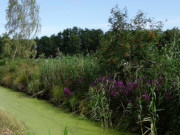 Naturpark Insel Usedom: Zerninmoor im Sdosten.