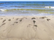 Angesplt: Algen und Wasserpflanzen aus der Ostsee.