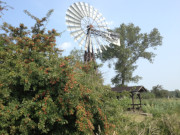 Technisches Denkmal Schpfwerk: Mit Windkraft das Thurbruch entwssern.