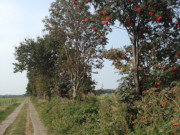 Ebereschen sumen die Grben: Plattenweg durch das Thurbruch.