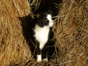 Beobachtungsposten: Kater Igor im Wiesenland von Loddin.