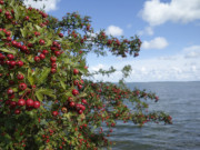 Weidornbeeren: Am Fu des Weien Berges auf dem Gnitz.