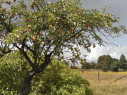 Am Ortsrand von Garz: Herbstfarben im Usedomer Haffland.