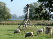 Weide an den "Twelen": Insel Grmitz im Hintergrund.