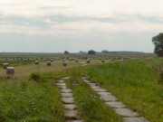 Abgeerntet: Wiesenland am Stettiner Haff.