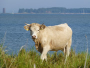 Weide mit Aussicht: Kste des Peenemnder Hakens.