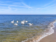 Herbst auf Usedom: Schwne am Usedomer Ostseestrand.