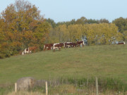 Herbstliche Weide: Usedomer Halbinsel Cosim.