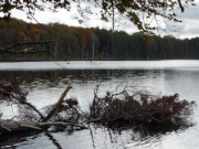 Umgestrzte Kiefer: Am Ufer des Wolgastssees.