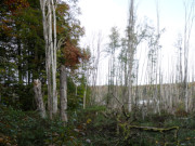 Der Wolgastsee bei Korswandt: Sumpfige Areale.