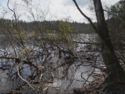 Uferlandschaft im Herbst: Wolgastsee im Sdosten Usedoms.