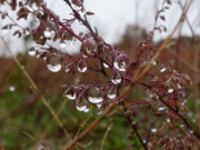 Wassertropfen: Im Garten der Steinbock-Ferienwohnungen.