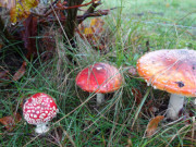 "Blten" des Herbstes: Leuchtend rote Fliegenpilze.