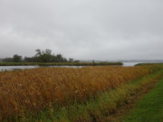 Warmes Ocker: Herbstliches Schilf an der Melle.