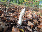 Stinkmorchel: Pilzreicher Herbst auf Usedom.