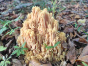 Viele Pilze im Herbst: Kstenwald am Streckelsberg.