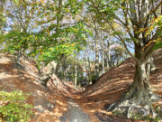 Herbstfarben: Hohlweg zum Strand von Kamminke.