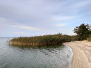 Farben des Herbstes: Schilf am Achterwasser.