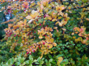 Farben des Herbstes: Inselmitte von Usedom.