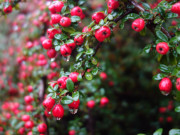 Nach dem Regen: Tropfen an roten Beeren.