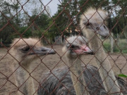 Interessierter Blick: Straue in einer Farm im Hinterland.