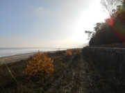 Sptherbst auf Usedom: Novembermorgen am Streckelsberg.