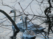 Schwanenfamilie: Wolgastsee im Hinterland der Kaiserbder.