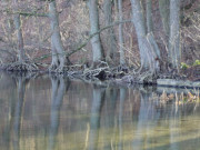 Wolgastsee bei Korswandt: Waldsee im Sdosten Usedoms.