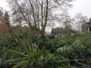 Ein Meer von Tannen: Weihnachtsbauverkauf im Forstamt.