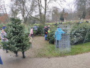 Weihnachtsbume im Forstamt: Hier findet jeder seine Tanne.