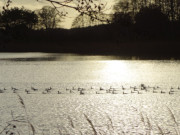 Im Gegenlicht: Enten auf dem Klpinses im Seebad Loddin.