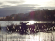 Die Schwaneninsel versinkt: Der Klpinsee in der Usedomer Mitte.