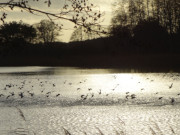 Unruhe: Die Enten auf dem Klpinsee fliegen auf.